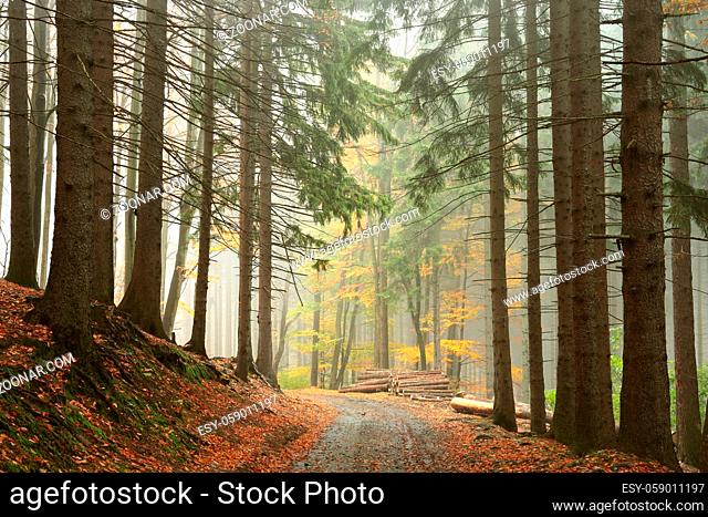 Path through coniferous forest on a foggy autumn day, Bischofskoppe Mountain, Poland