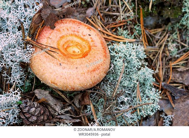 Mushroom (Lactarius torminosus), suitable for consumption
