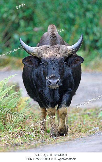 Gayal Bos frontalis adult, domesticated gaur kept by hilltribes, walking beside road, Arunachal Pradesh, India, january