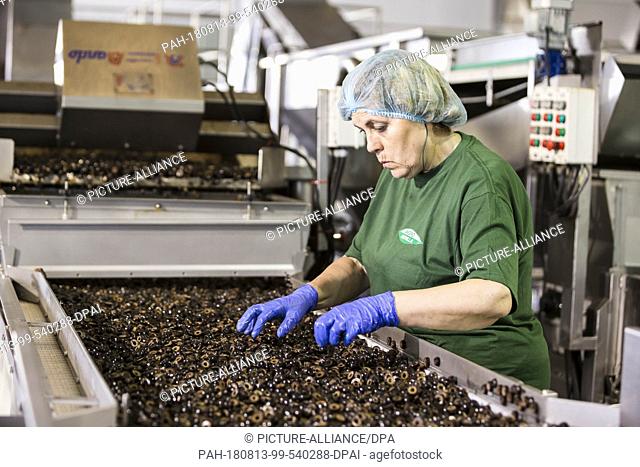FILED - 23 July 2018, Spain, La Roda de Andalucia: A woman works in the production of olives in southern Spain. Imports of this Spanish product into the USA...