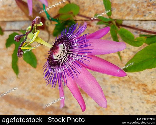 Passiflora violacea; Violette; Passionsblume, Heilpflanze