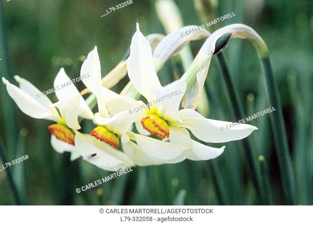 Narcissus poeticus. Alp. Spain
