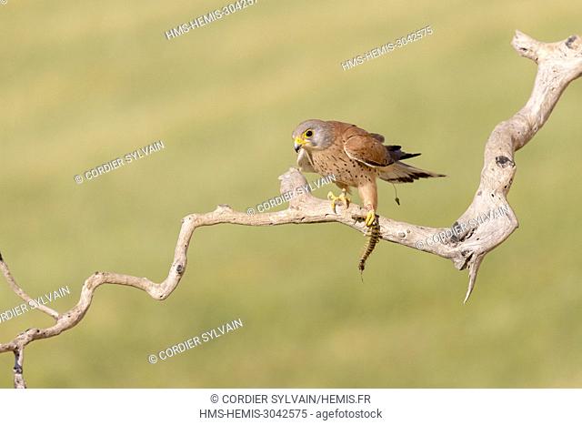 Spain, Catalonia, Lesser Kestrel, male on a branch near the artificial cavity of a building entirely constructed for the nesting of these birds