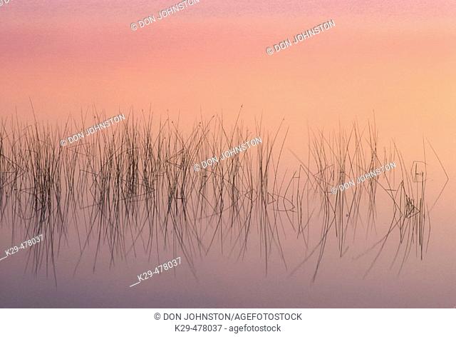 Bulrushes and reflections in Lake Mindemoya after dawn. Manitoulin Island. Ontario. Canada