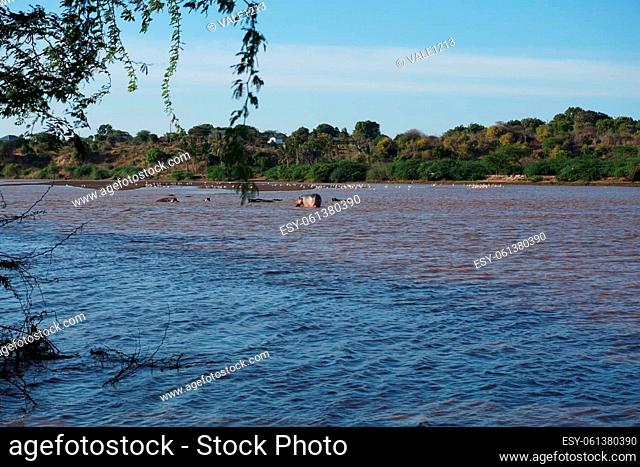 A group of hippopotamus relaxin in the Sabaki river, north of Malindi, Kenya