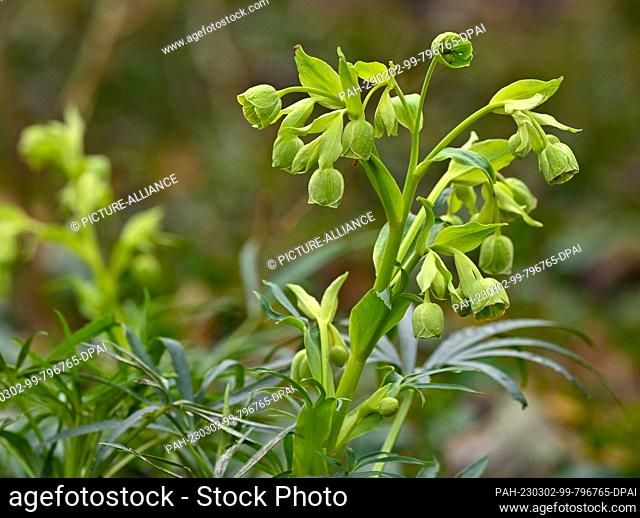 26 February 2023, Brandenburg, Falkenhagen: The stinking hellebore (Helleborus foetidus), a species of plant from the genus hellebore (Helleborus)