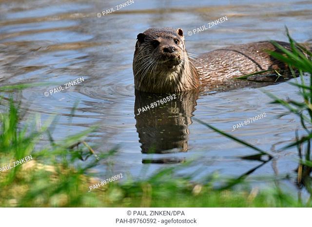 An otter stands in the waters of its cage at the wild park Schorfheide in Brandenburg, Groß Schoenebeck, Germany, 10 April 2017