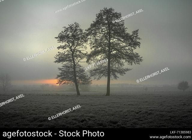 Trees on a field in frost and fog at sunrise, Etzel, East Friesland, Lower Saxony, Germany, Europe