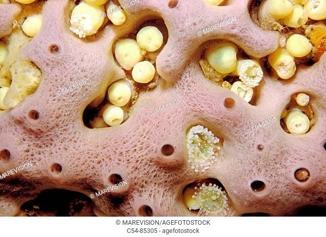 Sponge (Haliclona rosea). Galicia, Spain