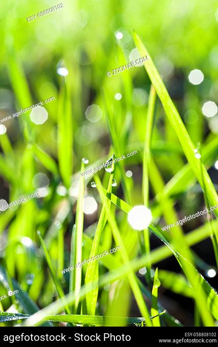 Fresh green grass with water drop on top, close up
