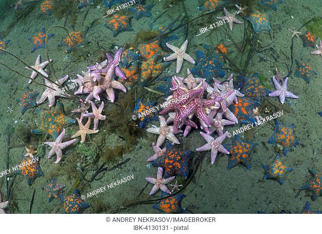 Many Northern Pacific seastars or Japanese common starfish (Asterias amurensis), Sea of Japan, Primorsky Krai, Russian Federation
