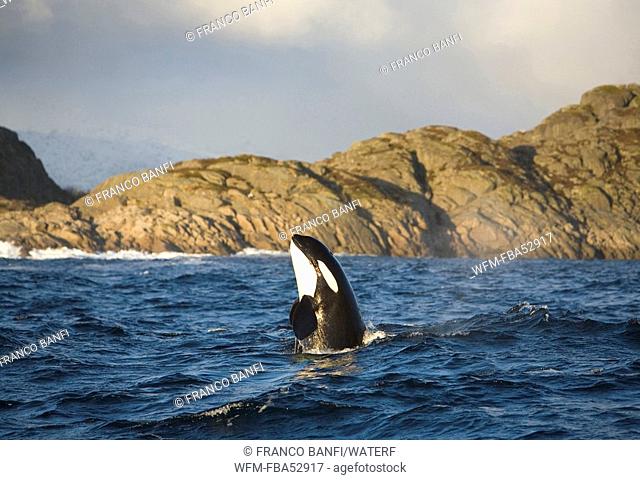 Killer Whales at Lofoten Islands, Orcinus orca, Solvaer, Vestfjord, Lofoten, Norway