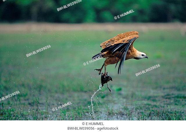 black-collared hawk Busarellus nigricollis, flying, holding prey with his claws, Brazil, Mato Grosso, Pantanal