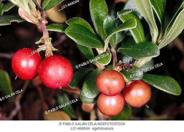 Arctostaphylos uva-ursi (Gayuba)