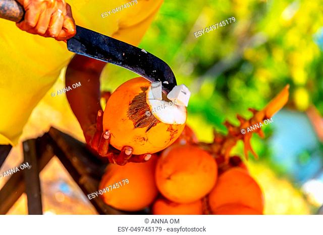 Man breaks young ripe coconut, cutting yellow king coconut shell by machete to drink refreshing sweet coconut milk, exotic fruit of Sri Lanka