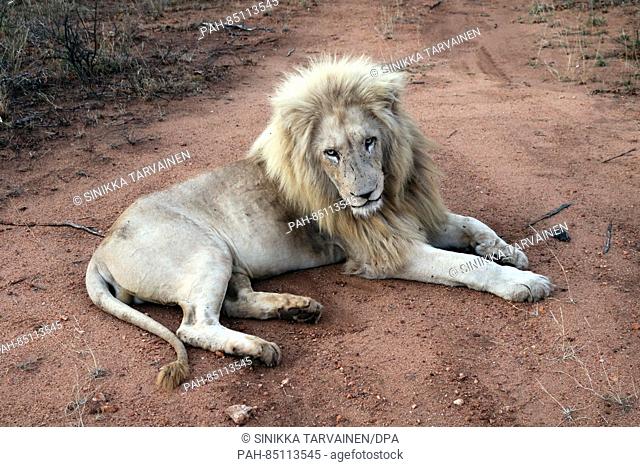 A male white lion lies on the ground in the Tsau conservancy in Acornhoek, South Africa, 20 September 2016. Most of the world's 300 white lions are living today...