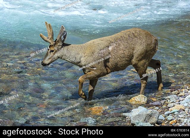 Male South Andean Deer (Hippocamelus bisulcus) crossing a river, Aysen Region, Patagonia, Chile, South America