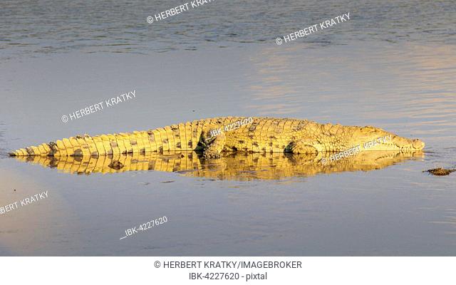 Nile crocodile (Crocodylus niloticus), resting on a sandbank, in the evening light, South Luangwa National Park, Zambia
