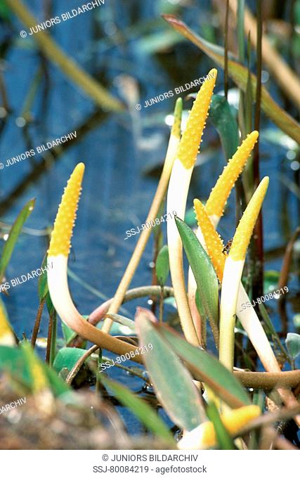 DEU, 2003: Golden Club (Orontium aquaticum), flowering