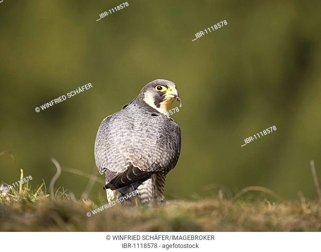 Peregrine Falcon (Falco peregrinus) sitting in grass on hidden kill, Rhineland-Palatine, Germany