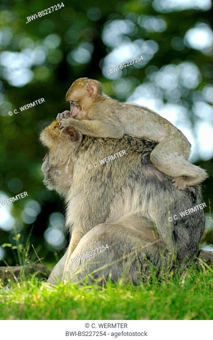barbary ape, barbary macaque (Macaca sylvanus), juvenile