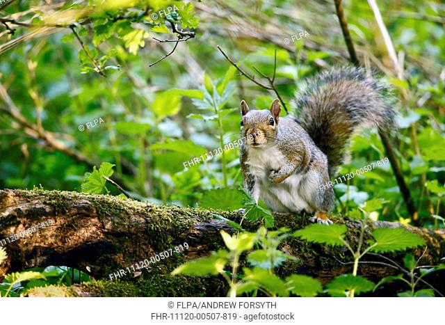 Eastern Grey Squirrel (Sciurus carolinensis) introduced species, adult, standing on log in woodland, Woods Mill Nature Reserve, West Sussex, England, May