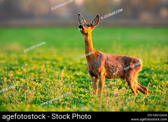 Roe deer, capreolus capreolus, doe sniffing with nose up in air on a fresh meadow in summer. Brown mammal smelling on grass in summertime evening