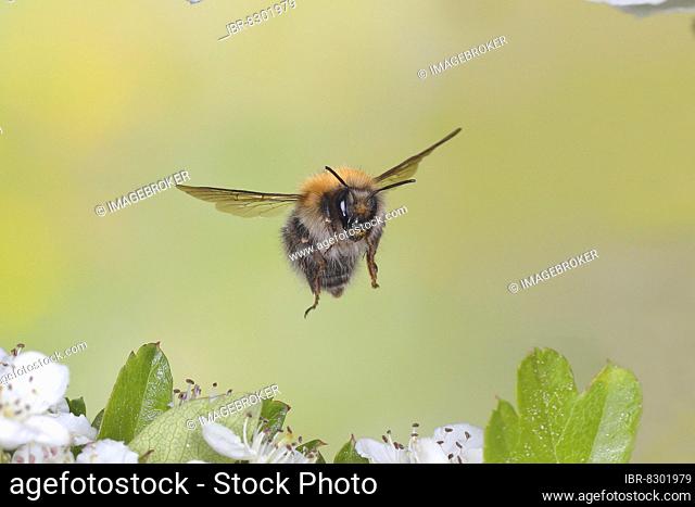 Common carder-bee (Bombus pascuorum), in flight, highspeed nature photo, over two-handled midland hawthorn (Crataegus laevigata), Siegerland