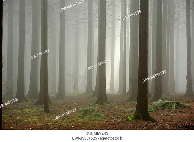 Norway spruce (Picea abies), spruce forest in fog, Germany, Saxony, Erz Mountains