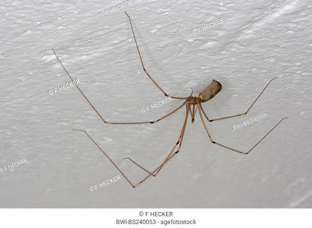 Long-bodied cellar spider, Longbodied cellar spider Pholcus phalangioides, sitting at a cellar, Germany