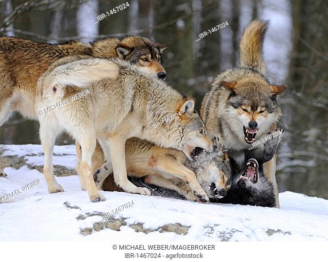Reprimand of a lower ranked wolf by an alpha of the pack, fighting, Mackenzie Wolf, Alaskan Tundra Wolf or Canadian Timber Wolf (Canis lupus occidentalis) in...
