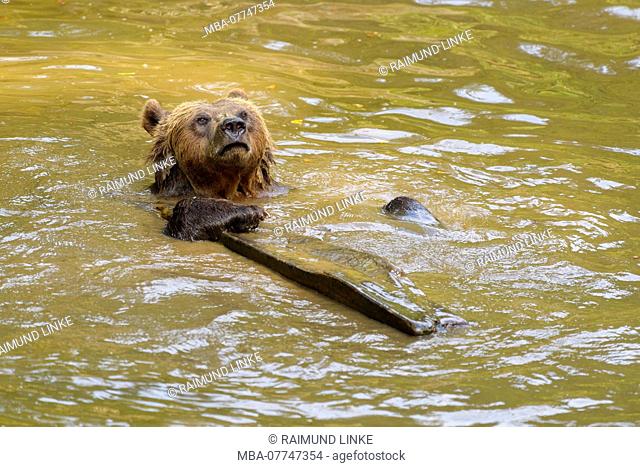 Brown bear, Ursus arctos, in pond, Germany