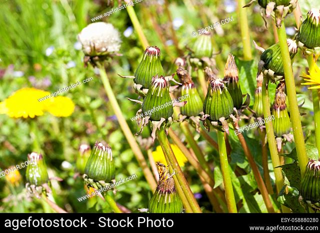 spring flowers, dandelions growing on a meadow in the spring season, photo closeup of a meadow