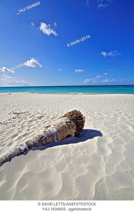 Palm Tree on a Wind Swept Beach in the Caribbean