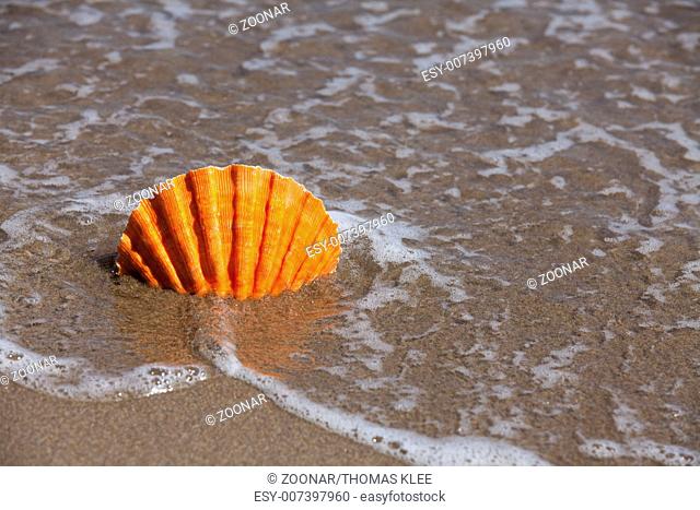 Shell of a scallop shell on the sandy beach