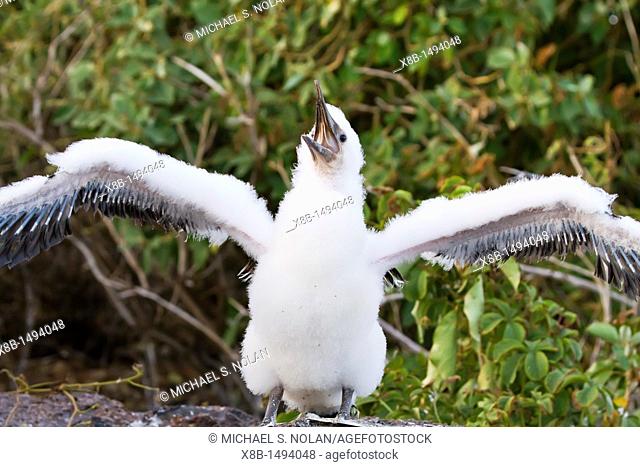 Adult Nazca booby Sula grantii downy chick stretching its wings to gather strength for flight in the Galapagos Island Archipelago