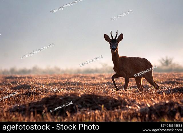 Young roe deer, capreolus capreolus, buck with antlers walking on a agricultural stubble field in summer with mist in background