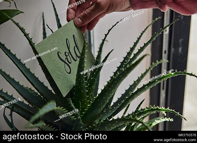 Sold sign being placed on plant in flower shop