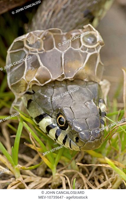 Grass Snake - Shedding Skin (Natrix natrix)