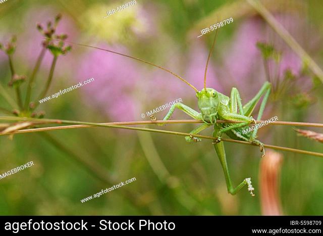 Green grasshopper, Large green grasshopper, Green grasshopper, Large grasshopper, Green grasshoppers, Large green grasshoppers, Green grasshoppers