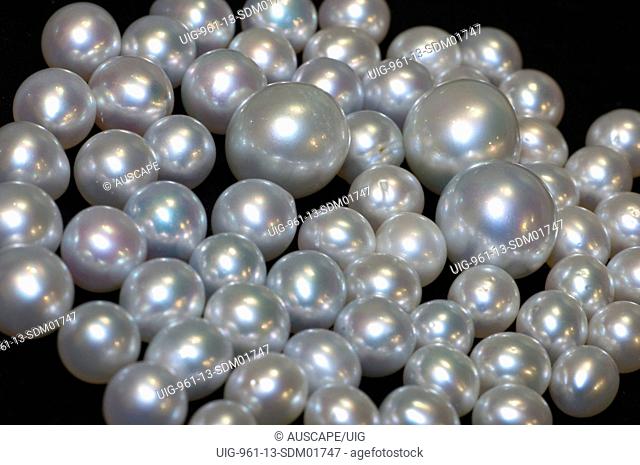 South Sea pearls from Silver-lipped pearl oysters, Pinctada maxima, Willie Creek Pearl Farm, Broome, Western Australia