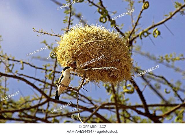 Sociable Weaver, philetairus socius, Adult with Grass in Beak, Building Nest, Kenya