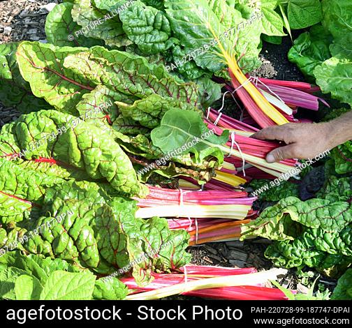 22 July 2022, Saxony, Kossa: Phil Gäbler of the solidarity farm ""Knackiger Acker"" bundles freshly harvested chard on the 3, 000 square meter field area