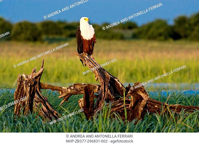 African fish eagle Haliaeetus vocifer, Chobe river, Chobe National Park, Botswana