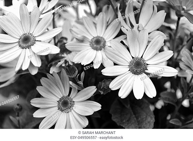 Four African daisies with vivid petals and foliage. Selective focus on one bloom - monochrome processing