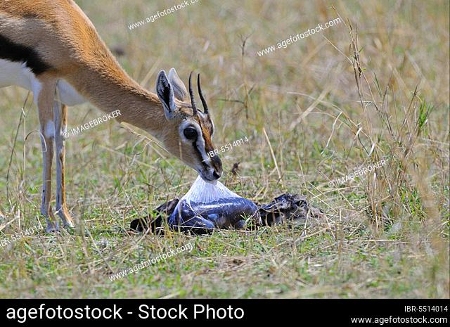 Thomson's gazelle (Gazella thomsoni), adult female removing a foetal sac from a newborn, Masai Mara, Kenya, Africa