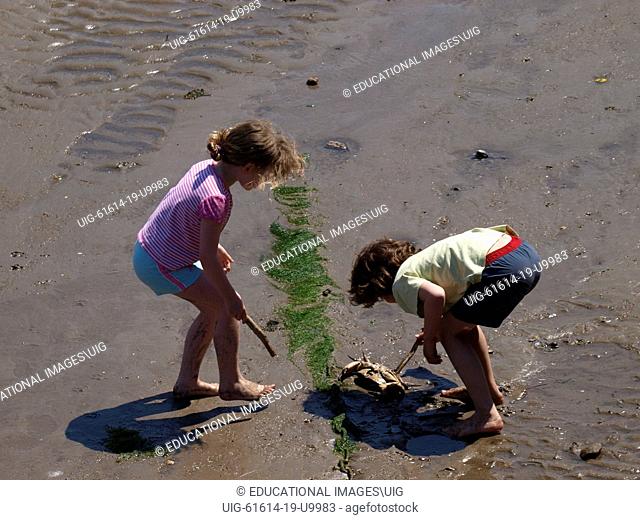 Two young children proding a dead crab with sticks at Ilfracombe harbour at low tide, Devon, UK