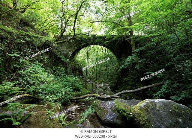 Spain, Galicia, Pontedeume, Old stone bridge in the forest, Natural Park Fragas del Eume