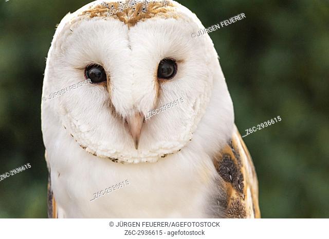 Barn Owl, Tyto alba, front view, captive bird, taken in Zahara, Andalusia, Spain