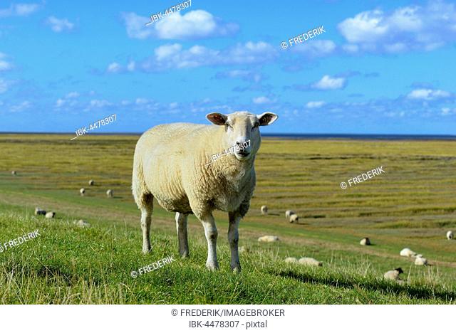 Sheep (Ovis gmelini aries) standing on dike, Schleswig-Holstein Wadden Sea National Park, North Frisia, Schleswig-Holstein, Germany